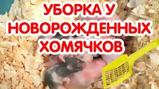 Сирийские хомяки 8-14 дней. Уборка у новорожденных хомячков