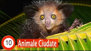 Top 10 Cele Mai Ciudate Animale