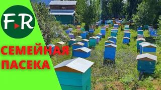 Пасека в деревне. Потомственные пчеловоды Зариповы. Роевня для пчёл Татарстан