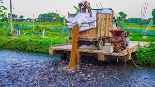 Feeding Live Food To Catfish | Hybrid Magur Fish Farming in India part-5 Fish world