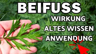 Beifuß Wirkung, Verwendung & altes Wissen 🌞 Artemisia vulgaris