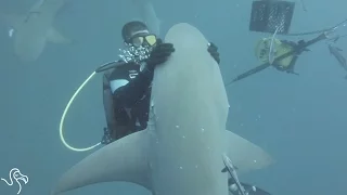 Shark Demands Hugs Whenever She Sees Her Diver Friends