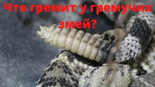 Что гремит у гремучих змей?