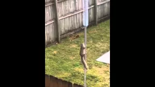 Squirrel vs. Slinky