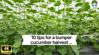 When to plant cucumber and 10 tips to ensure maximum crop harvest