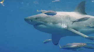 Ocean's Apex Predators  The True Rulers of the ocean