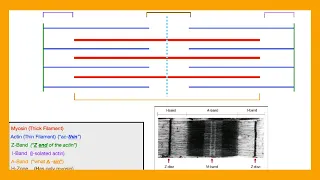 Sarcomere (Muscle) Physiology