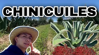 Así se RECOLECTA el CHINICUIL en TLAXCALA 🐛 | Magueyal en CALPULALPAN