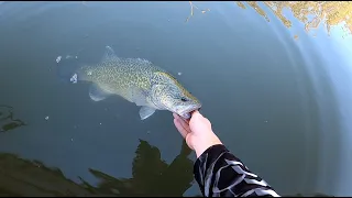 Casting Logs For Murray Cod