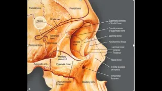 ANATOMY OF THE ORBIT