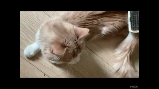 Котики Life of 6 cats. 19 мая! Сегодня год моему с котиками каналу! День рождения Семочки- 2 года!