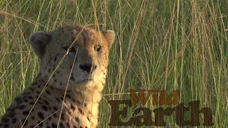 WildEarth - Sunset - 4 May 2021