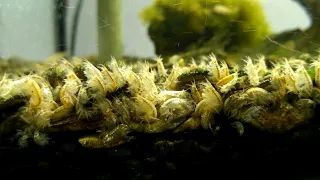 Гаммарус (мормыш,бокоплав)в аквариуме эксперимент/Gammarus