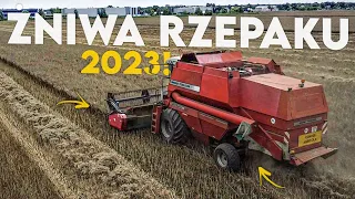 Żniwa rzepaku 2023 cz.2😃 Masey ferguson w akcji💪 Ciężarówka w odwozie😊 Żniwa 2023