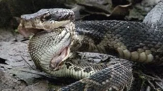 Cottonmouth vs Rattlesnake 02 - Cottonmouth Kills & Eats Rattlesnake - Time Lapse