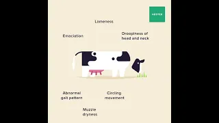 7 Signs of Cattle Disease Part 1