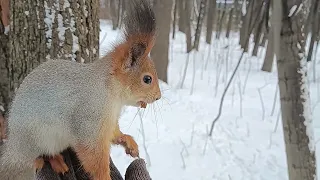Белки зимой - Squirrels in winter