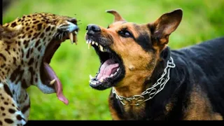 Leopard Attacks on Dog |shocking video #leopard