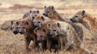 Male Hyenas and Single Mother Conditioning
