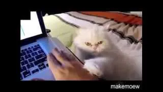 Cats demanding petting Compilation