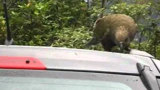 Kea attacks car