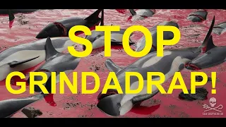 STOP GRINDADRAP! STOP THE HUNT OF DOLPHINS AND WHALES!