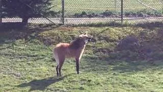 Maned Wolf Makes Some Noise - The Rare "Roar-Bark"