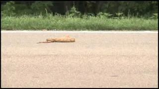 Snake hit by Car