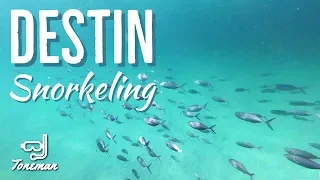 Snorkeling in Destin | Fish Kiss, Huge Stingray and More!