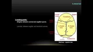 Skull - Norma Verticalis - Dr. Ahmed Farid