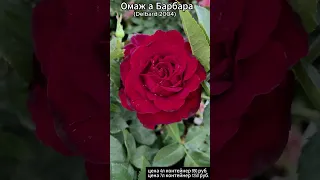 Роза Омаж а Барбара в продаже! 16.07.23