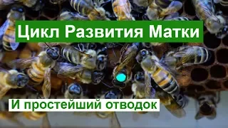 Пасека # 83  Цикл Развития Матки - Пчеловодство для начинающих