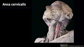 Anterior Neck and Thorax - Nerves