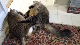 Fat cat fight