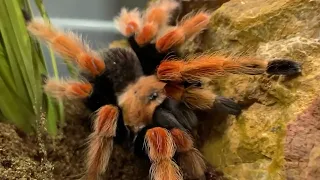 Spiders Around the World Returns to Butterfly Pavilion!