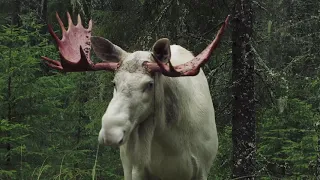 The white moose