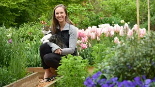 April Garden Tour 2022 🌷😍💐// Naturalized Daffodils, Early Tulips, and Cool Flowers // Northlawn