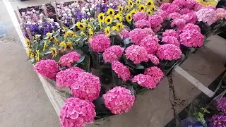Цветочный рынок Краснодар 6 июня 2021 г Обзор