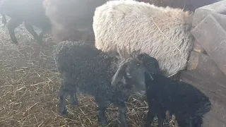 Эдильбаевские овцы. Кормление.