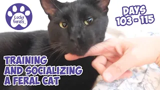 Training And Socializing A Feral Cat * Part 13 * Days 103 - 115 * Cat Video Compilation