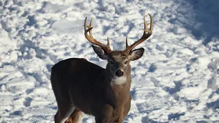 Randy Finds Vincent’s Antler