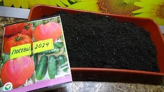 Посев томатов 2024 года продолжается. Какие даты посева томатов выбрать? Отчего это зависит?