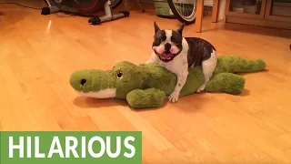 Pixel the French Bulldog wrestles an alligator