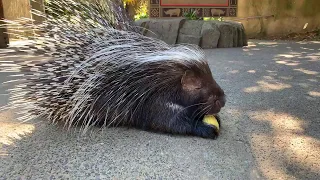 Meet African Crested Porcupine Nolina