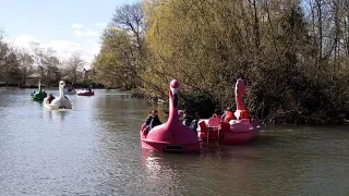 An Accident happened at the Swan's boat Race. #Accident #Race #Swan #London