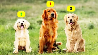 9 TYPES OF GOLDEN RETRIEVERS