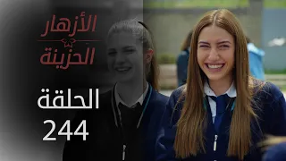 مسلسل الأزهار الحزينة | الحلقة 244 - الموسم الثاني