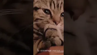 мой кот плачет 😭