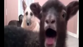 Usher - Yeah [Goat Edition]