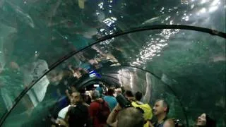 Loro Parque - Sharks Tunnel (Full HD)